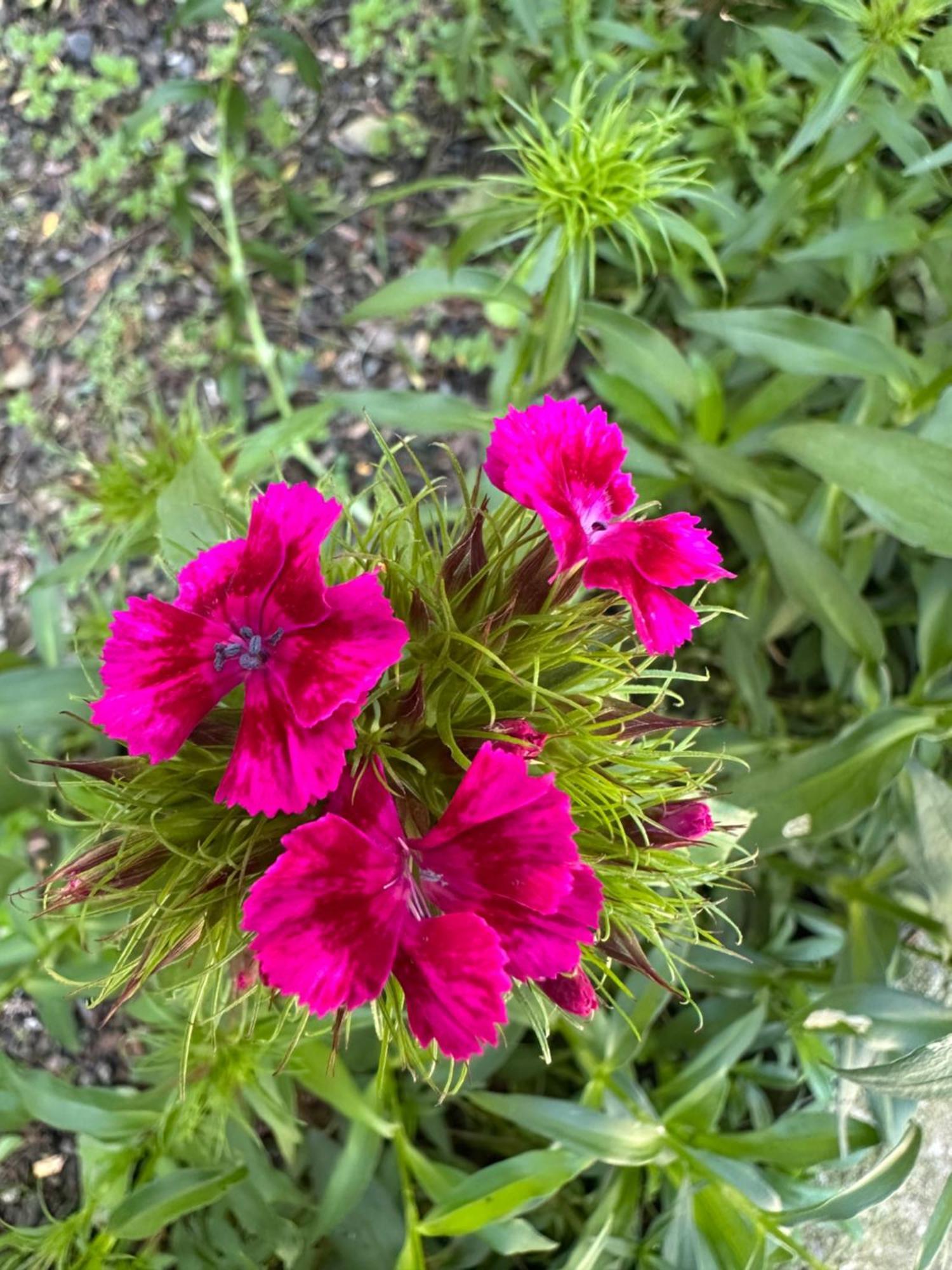 קווארלי Green House מראה חיצוני תמונה