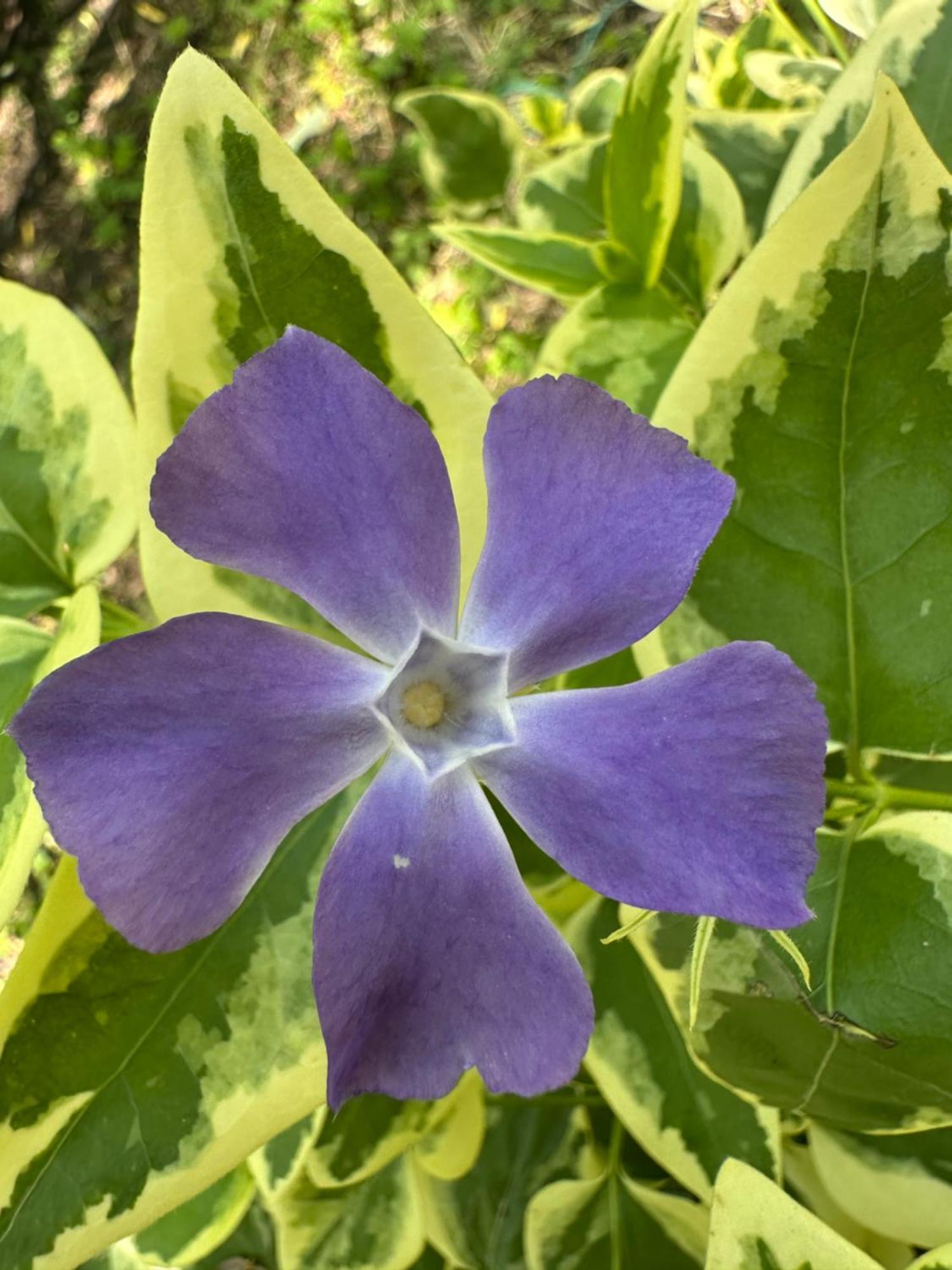 קווארלי Green House מראה חיצוני תמונה