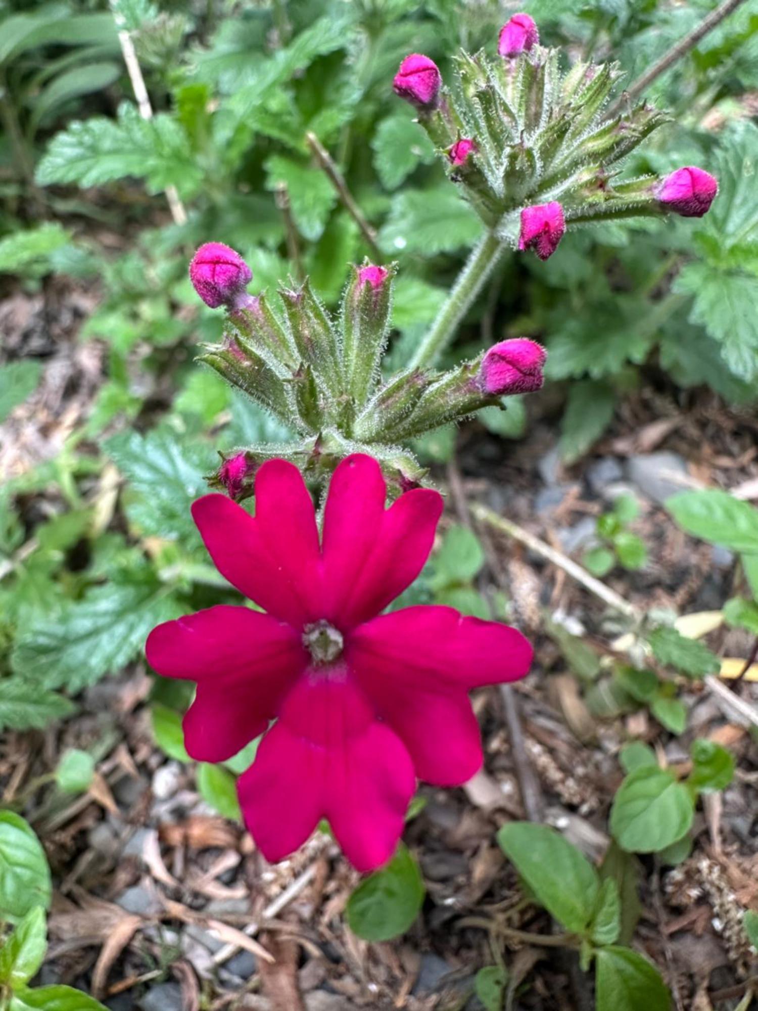 קווארלי Green House מראה חיצוני תמונה